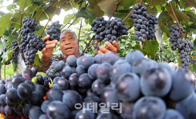 [포토] 지리산 포도 드세요~