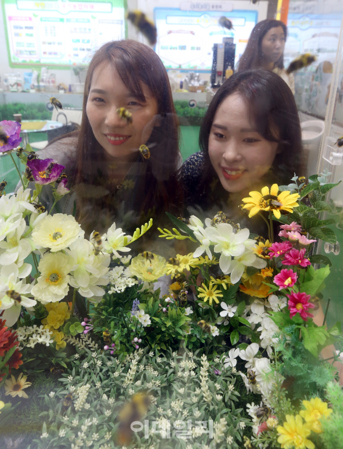 [포토]쏘지 않는 뒤영벌, 신기해요!