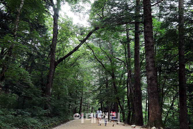 [포토] 도깨비 촬영지 - 전나무 숲길