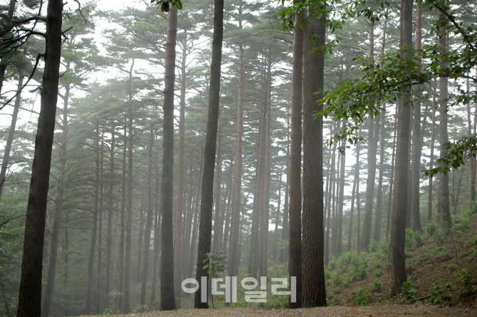 산림청, 올해 산림조경숲·산림복합경관숲 38개소 조성