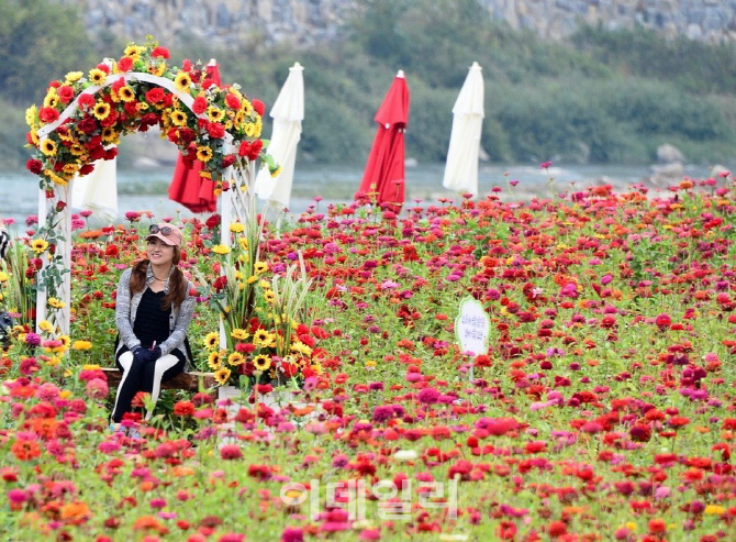  100만 송이 붉은 꽃바다, 평창백일홍축제