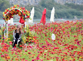 [작은축제②] 100만 송이 붉은 꽃바다, 평창백일홍축제