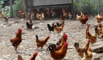 동물복지농장+계란·닭고기 이력추적제...살충제 계란  대책은?