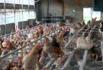 계란·닭에 이어 경산·영천 농장 흙에서도 DDT 검출