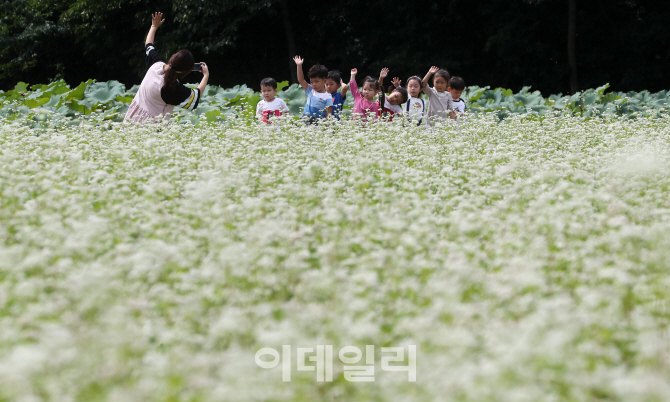 [포토] 즐거운 메밀꽃밭 향연