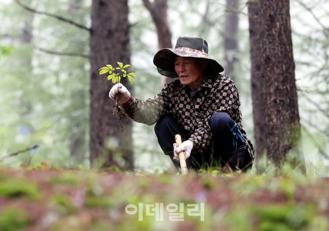 [포토] 함양산삼축제 앞두고 산양삼 캐는 농민