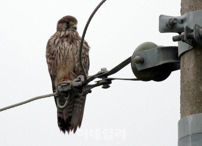 [포토] 한국의 텃새 '황조롱이'