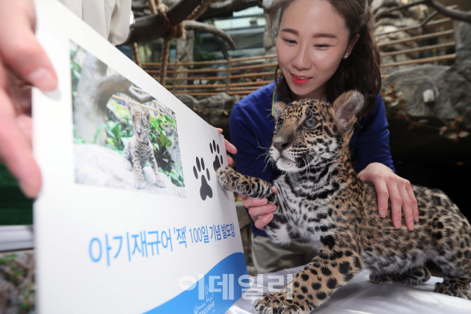 [포토]'100일 맞은 아기재규어 잭'