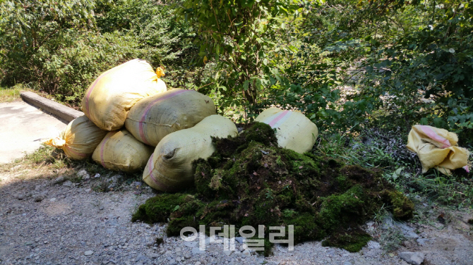 "도토리 주워가지 마세요" 산림청 임산물 불법 채취 집중단속