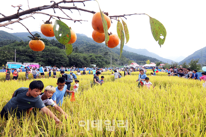[포토] '2017와일드푸드축제' 메뚜기잡이