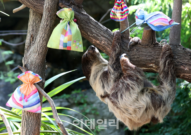 [포토]복 주머니 향해 걸어가는 나무늘보