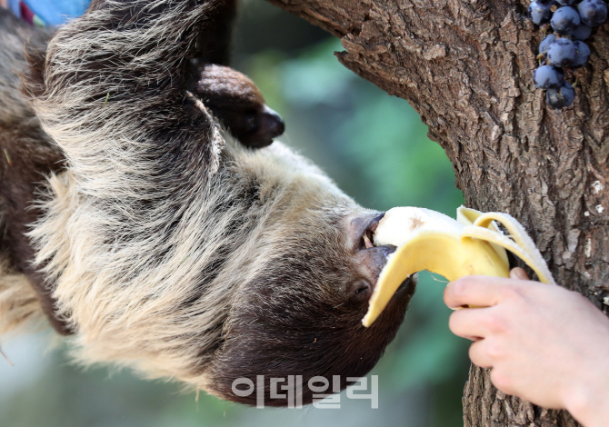 [포토]나무늘보의 바나나 사랑