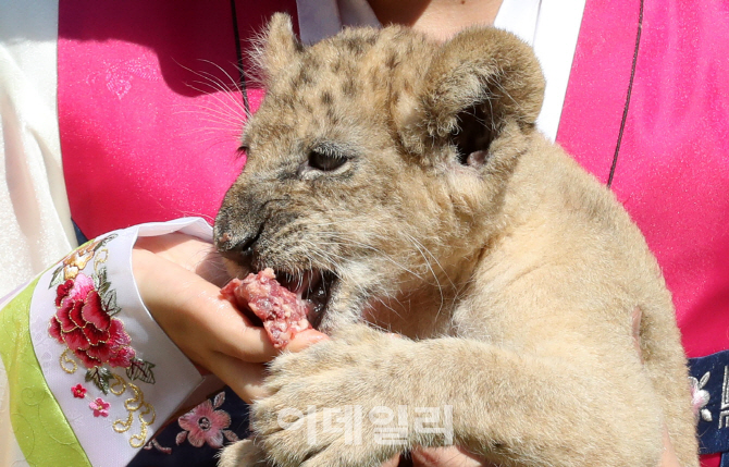 [포토]아기사자 설이의 고기송편 사랑
