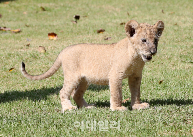 [포토]아기사자 설이의 늠름한 모습