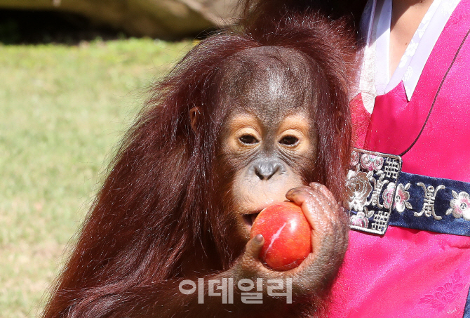 [포토]아기 오랑우탄의 앙증맞은 모습