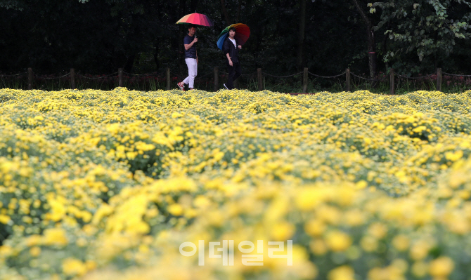 [포토]'비오는 메밀밭'