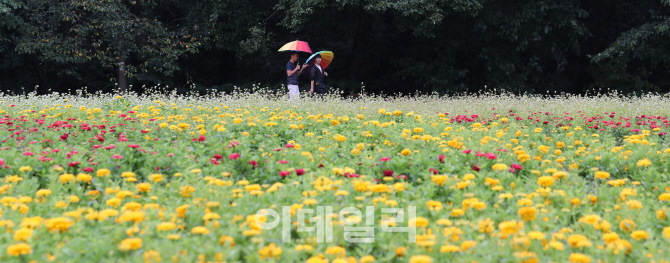 [포토]'비오는 가을풍경'