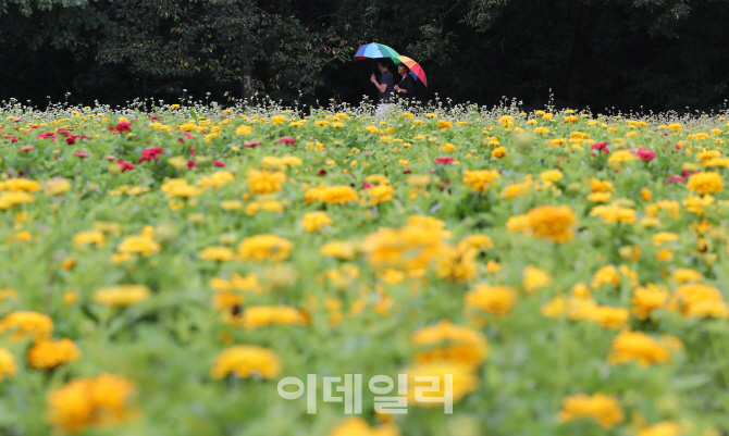 [포토]'가을비 내리는 꽃밭'