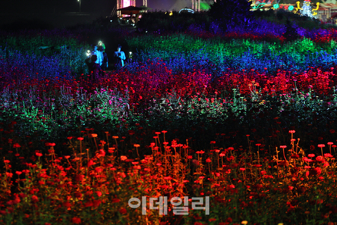 [포토] 야경이 더 아름다운 백일홍축제