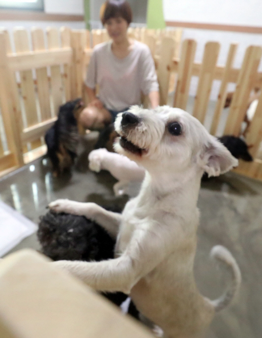 "맡길 곳 없어 고향 못가요"…10일 황금연휴에 펫팸족 한숨