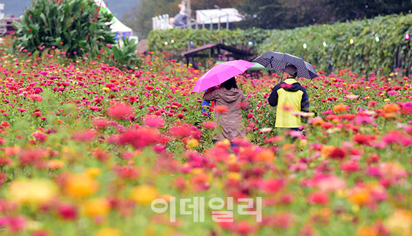 [포토]2017평창백일홍축제 개막