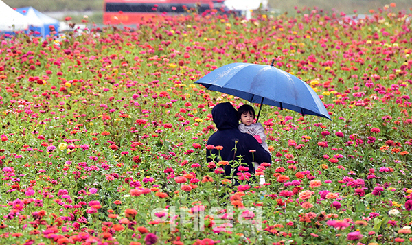 [포토]'백일홍 예뻐요'