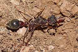 한국 오면 끔찍...'붉은불개미' 못잖은 공포의 개미들