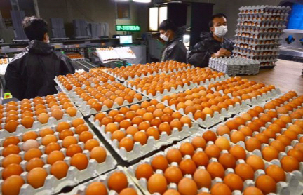 ‘살충제 계란' 반쪽 검사..성급한 ‘계란 안전’ 발표한 식약처