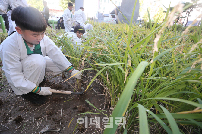 [포토]'도심 속에서 벼베기를'