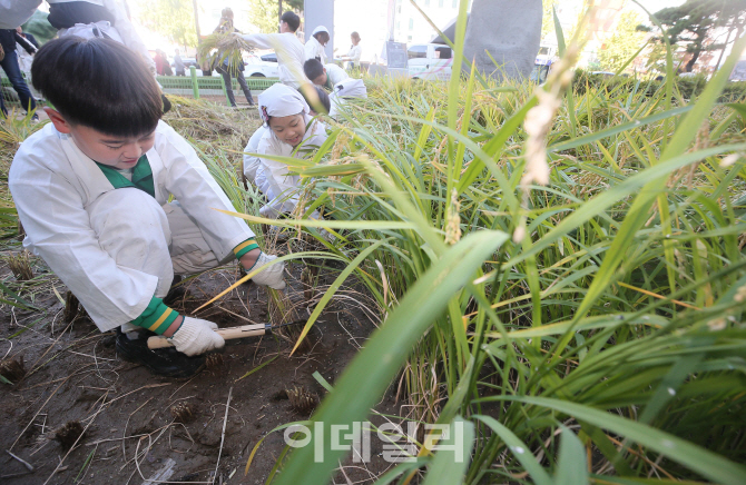 [포토]'고사리 손으로 벼베기'