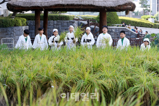 [포토]농협 '도심 속 가을걷이 체험행사'