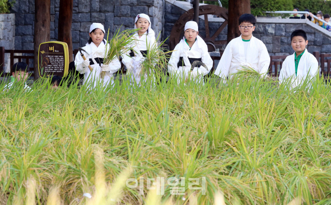 [포토]'전통 농경방식 체험해요'