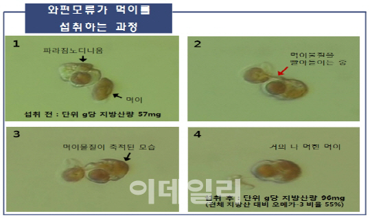 오메가-3 배양 성공..식물성 영양제 개발 탄력