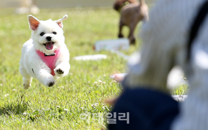 '펫 금융상품' 주목..최시원 반려견 사태 영향