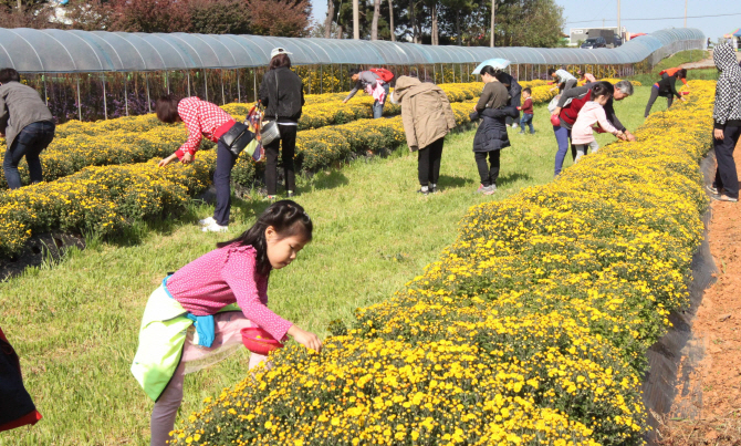 [포토] '국화꽃따기 체험' 서산국화축제