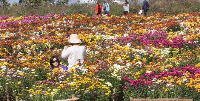 [포토] '가을빛 추억 속으로…' 서산국화축제