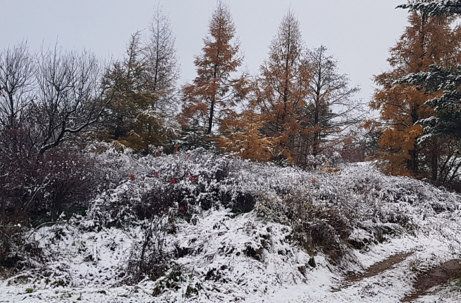 [포토] 가을과 겨울이 공존하는 대관령