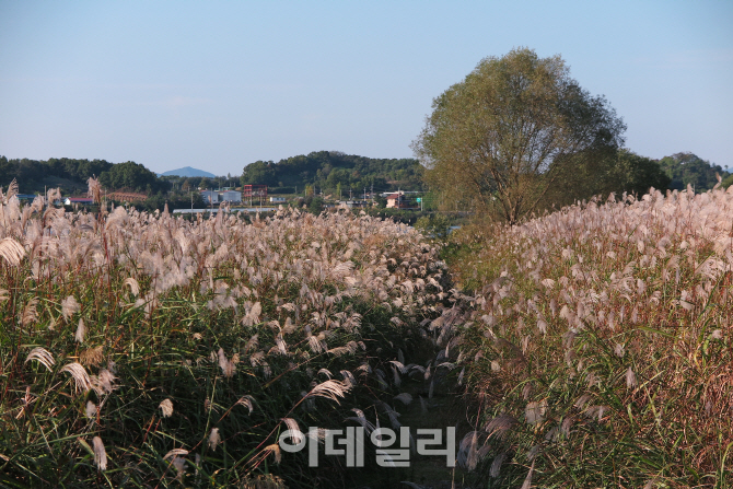 [굿바이! 가을②] 남한강 따라 억새와 들국화가 흐드러지다