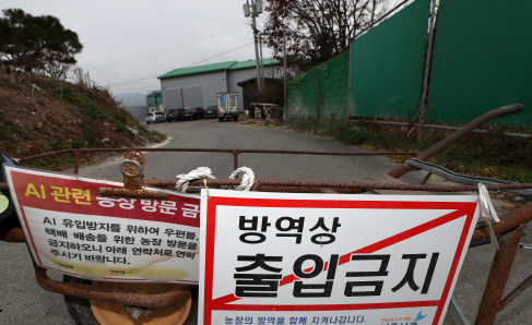 AI, 강원도도 뚫리나…고병원성 여부 검사