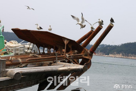 4~5월 충남 서산·태안 일원서 낙지 포획 전면 금지