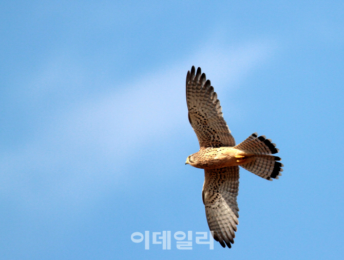 [포토] 천연기념물 '황조롱이'