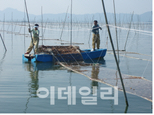 국가중요어업유산에 95년 전통 '완도 김 양식' 지정