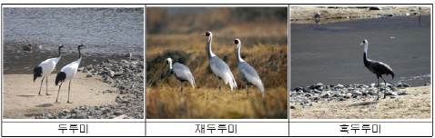두루미 세계 최대 월동지역 철원서 국제 심포지엄 개최