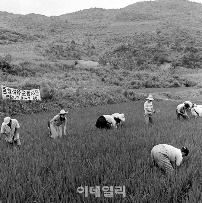 [포토] 중앙대 학생들으이 하계방학 근로봉사활동(1969년)