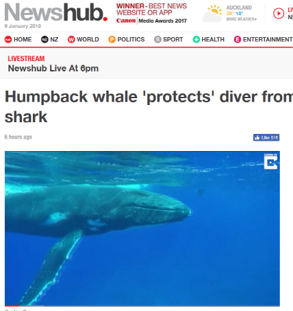 20톤 넘는 혹등고래, 상어로부터 다이버 보호