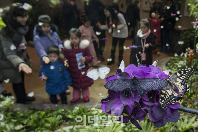 봄의 기운을 먼저 느끼다, 에버랜드 '미리봄 나비정원'