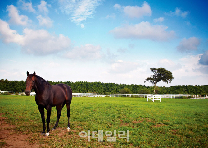 말발굽 따라 가볼 만한 제주여행지는 어디?