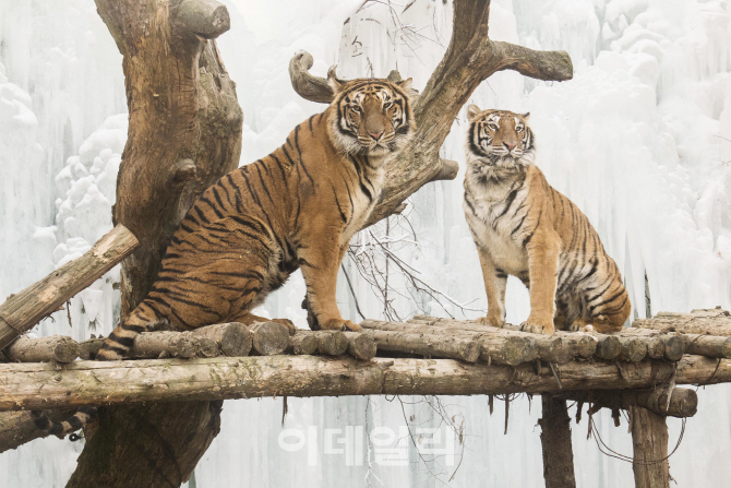 [포토] 추위에 늠름한 벵갈 호랑이