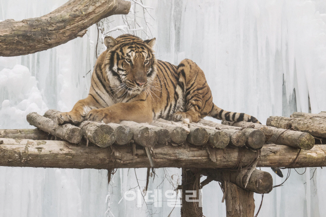 [포토] 이깟 추위쯤이야...