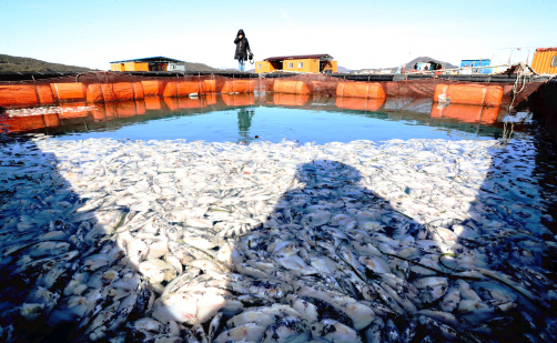 한파에 양식장 피해 급증…해수부 "재해대책비 지원"